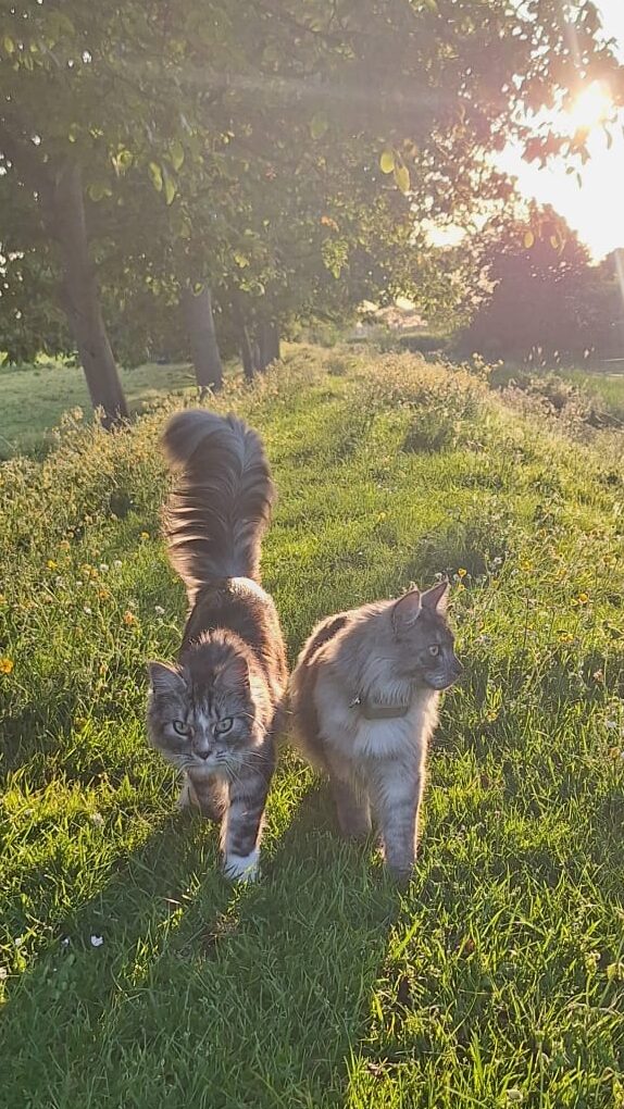 Twee ontspannen Maine Coon katten lopen samen door het lange gras in Twente